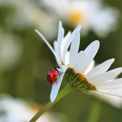 beetle